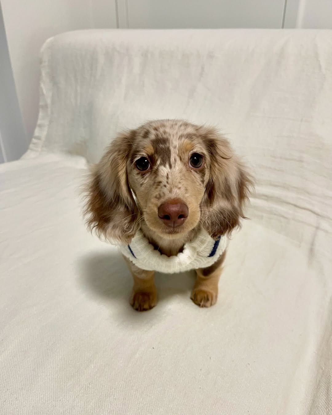 Sweet dachshund looking for a family