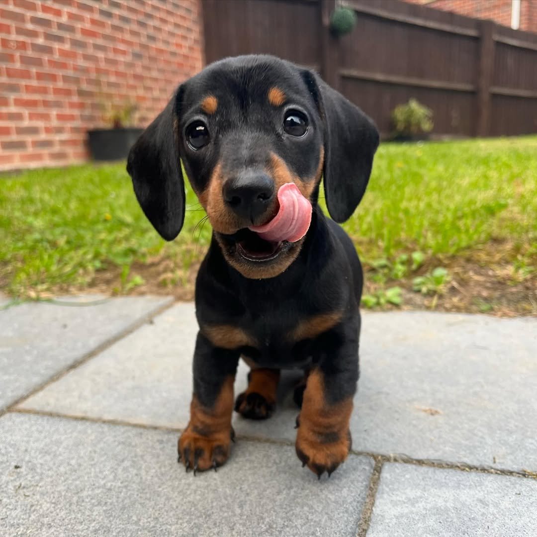 Sweet dachshund ready for a home