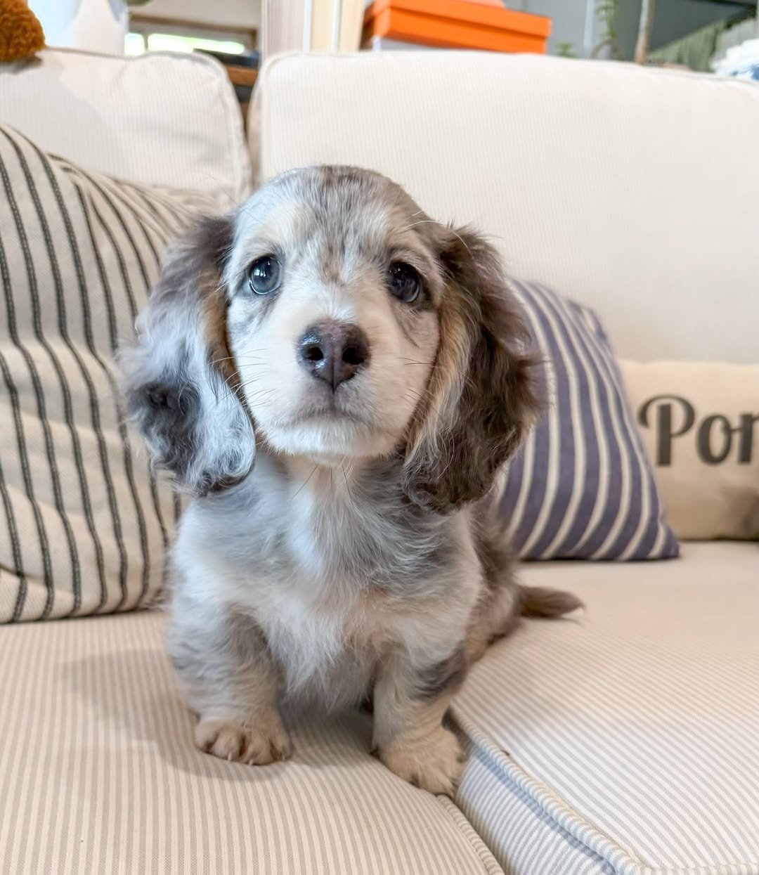 Obilo - Dachshund puppy