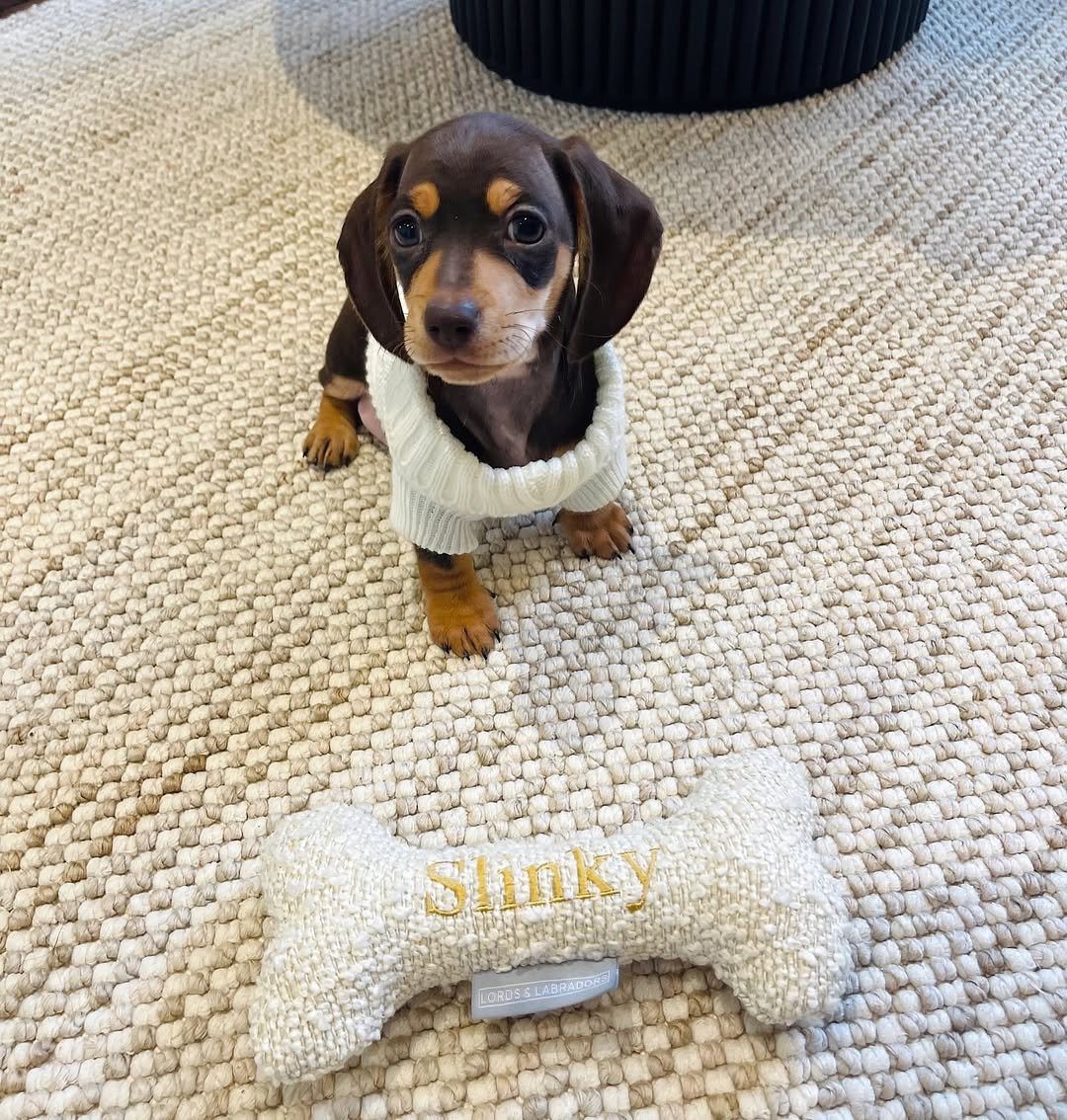 Beautiful dachshund from Royal Dachshund Puppies